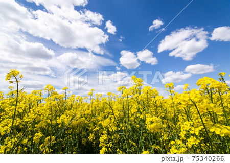 Yellow spring field of canola, rapeseed or rape Yellow spring field of canola, rapeseed or rape 75340266