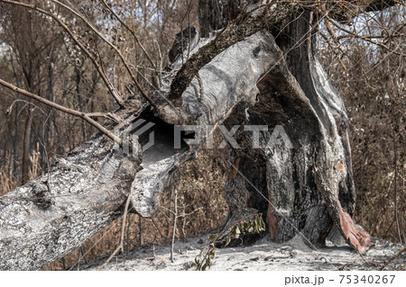 Burnt out tree remnants of a forest fire 75340267