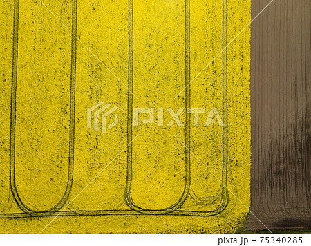 Colorful yellow spring crop of canola, rapeseed or rape viewed from above 75340285