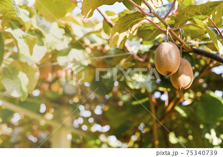 Kiwi on a kiwi tree plantation with with huge clusters of fruits. Garden with trees and organic 75340739