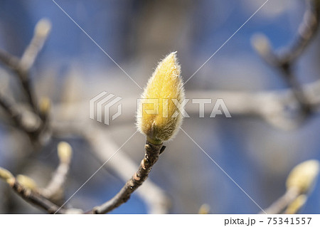 【春の花】ハクモクレンの蕾 【春の花】ハクモクレンの蕾 75341557