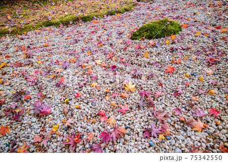 古都鎌倉の秋 紅葉の報国寺 庭園 古都鎌倉の秋 紅葉の報国寺 庭園 75342550