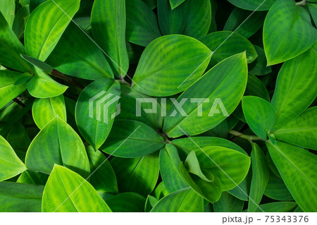 Green fresh tropical leaves. Flat lay for background. 75343376