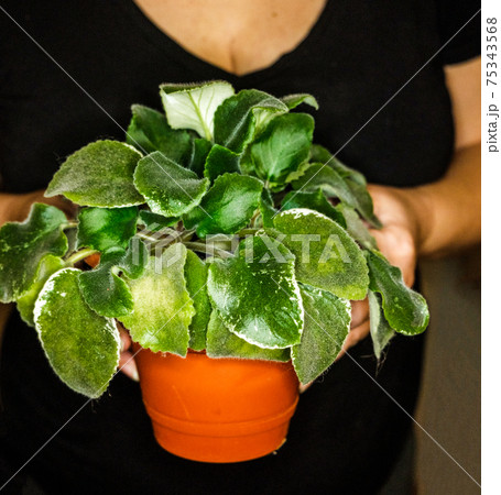 Woman Holds Violet Plant in Small Plastic Pot for Windowsill Garden Woman Holds Violet Plant in Small Plastic Pot for Windowsill Garden 75343568