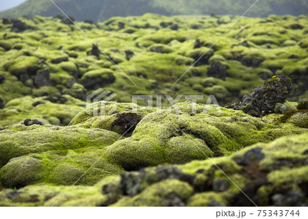 Eldhraun lava field in Iceland Eldhraun lava field in Iceland 75343744