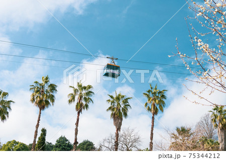 Funicular cabin on the cable car on a background the blue sky, with palm and blooming fruit tree 75344212