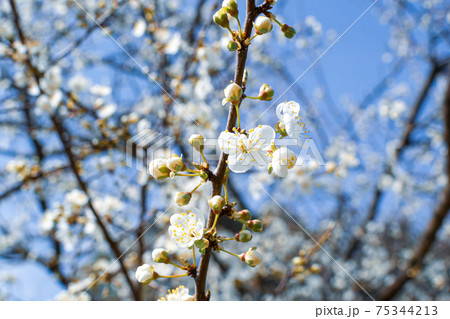 Flowering fruit tree in springtime, beautiful spring white flower Flowering fruit tree in springtime, beautiful spring white flower 75344213