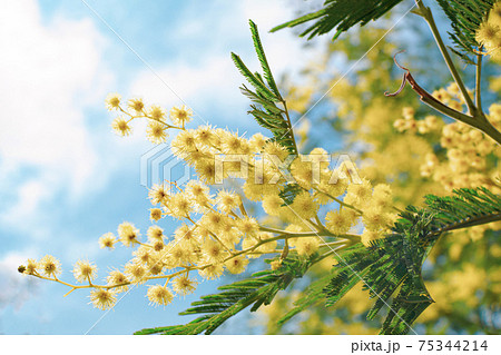 Blooming Mimosa branch and blue sky, Acacia dealbata, Silver acacia. Branch of mimosa tree with spring yellow flowers. Mother's Day, 8 March, Easter. Garden, gardening 75344214