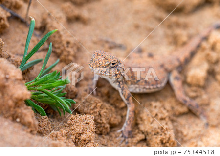 Spotted toad-headed Agama on sand close-up under the sun 75344518