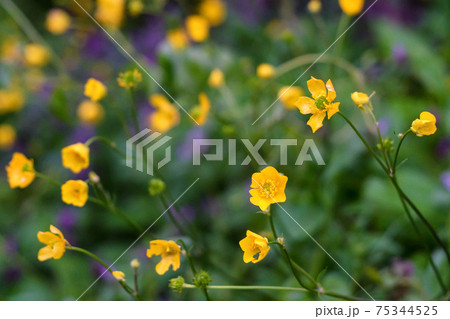 Ranunculus acris or meadow buttercup, tall buttercup or common buttercup 75344525