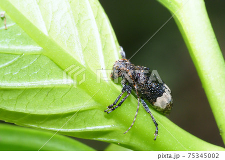 アトジロサビカミキリ アトジロサビカミキリ 75345002