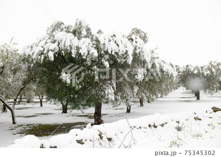 Beautiful Olive trees in an olive grove in the snow 75345302