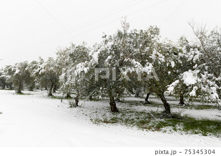 Beautiful Olive trees in an olive grove in the snow 75345304