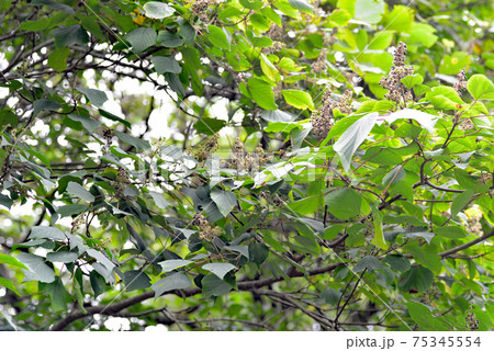 典型的なパイオニア植物 典型的なパイオニア植物 75345554