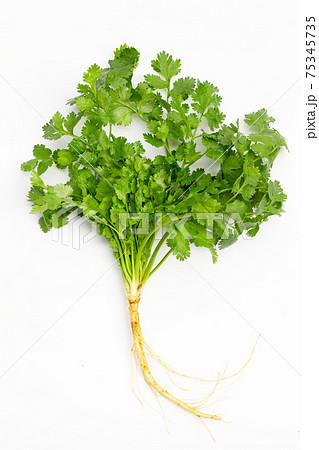 Fresh coriander on white background. Fresh coriander on white background. 75345735