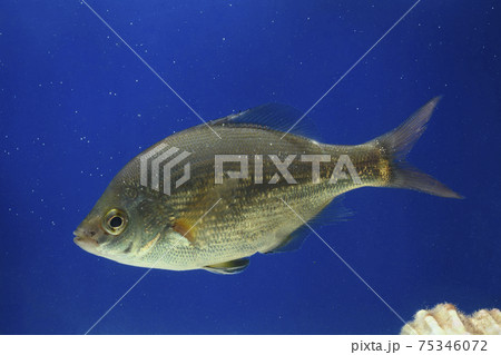 マタナゴ　ウミタナゴ　タナゴ 75346072