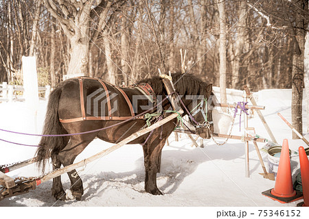 雪国の馬 75346152