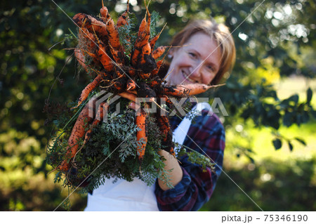 a harvesting carrots 75346190