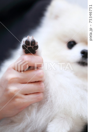 愛犬ポメラニアンの肉球 75346751