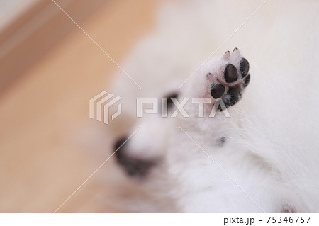 愛犬ポメラニアンの肉球 愛犬ポメラニアンの肉球 75346757