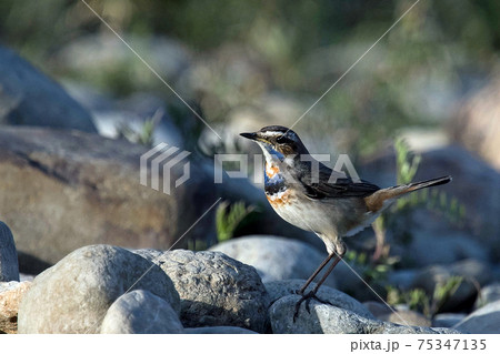 河原にて珍しい野鳥オガワコマドリに出会った 75347135