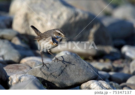 河原にて珍しい野鳥オガワコマドリに出会った 河原にて珍しい野鳥オガワコマドリに出会った 75347137