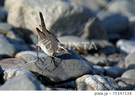 河原にて珍しい野鳥オガワコマドリに出会った 75347138