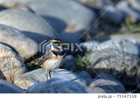 河原にて珍しい野鳥オガワコマドリに出会った 75347139