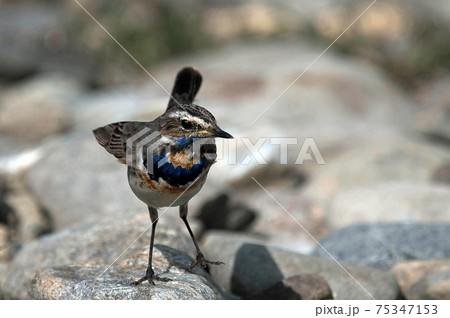 河原にて珍しい野鳥オガワコマドリに出会った 75347153