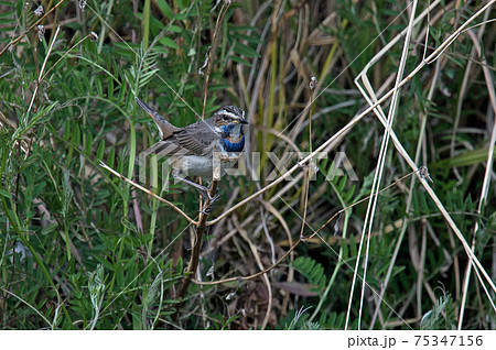 河原にて珍しい野鳥オガワコマドリに出会った 75347156