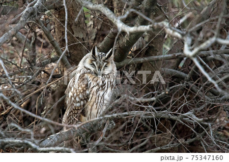 フクロウの仲間のトラフズクが枝に止まってお休み中の写真素材