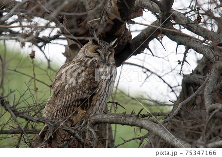 フクロウの仲間のトラフズクが枝に止まってお休み中の写真素材