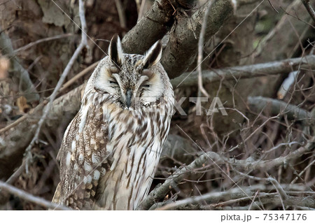 フクロウの仲間のトラフズクが枝に止まってお休み中の写真素材