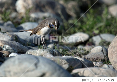 河原にて珍しい野鳥オガワコマドリに出会った 75347539