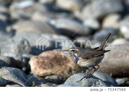 河原にて珍しい野鳥オガワコマドリに出会った 河原にて珍しい野鳥オガワコマドリに出会った 75347560