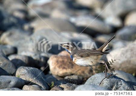 河原にて珍しい野鳥オガワコマドリに出会った 河原にて珍しい野鳥オガワコマドリに出会った 75347561