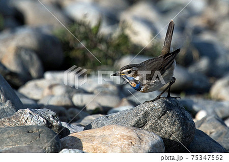 河原にて珍しい野鳥オガワコマドリに出会った 75347562