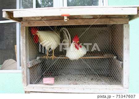 南国で飼育されているニワトリと鶏小屋の写真素材