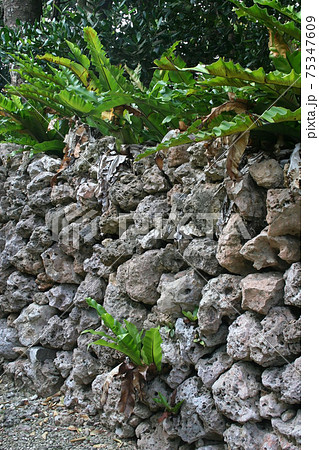 沖縄の琉球石灰岩で野面積みされた石垣 75347609