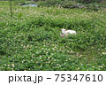 花畑の中にポツンといる1頭のヤギ 75347610