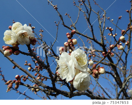 一分咲きの冬至梅の白い花と蕾の写真素材 [75347653] - PIXTA