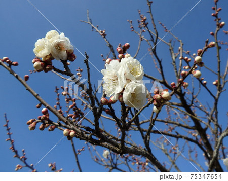 青空に映える冬至梅の白い花 75347654