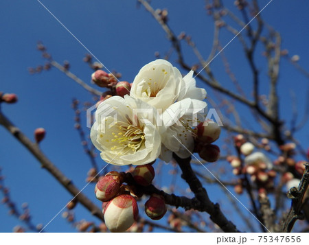 白く咲く花梅の冬至梅 75347656