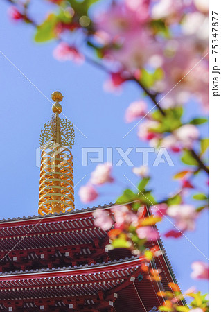 [東京・浅草] 浅草寺の五重塔の屋根に立つ金色の青銅の相輪と桜のボケのクローズアップ 75347877