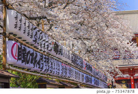 [東京・浅草] 花まつりの際に飾られる浅草寺の提灯と満開の桜の木 75347878