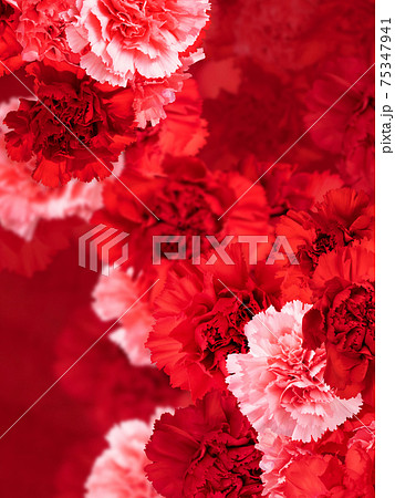 赤いカーネーションの背景素材 複数のバリエーションがありますのイラスト素材