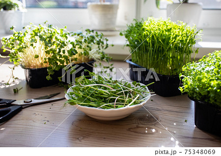 Cutted microgreens at the kitchen in the morning 75348069