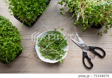 Top view of growing and cutting microgreens Top view of growing and cutting microgreens 75348070