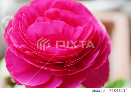 ラナンキュラス☆ハナキンポウゲ ラナンキュラス☆ハナキンポウゲ 75348154