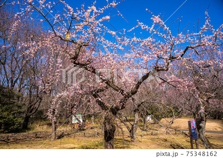 森林公園のしだれ梅 75348162